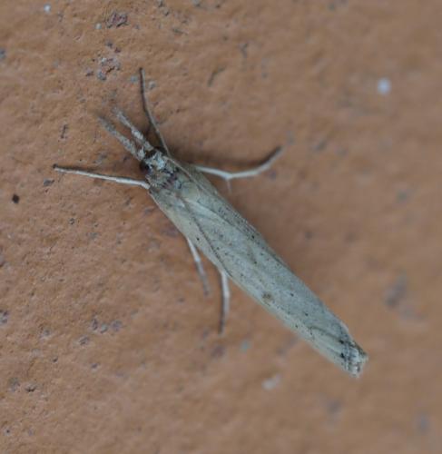 Pediasia contaminella